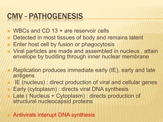 CMV - PATHOGENESIS
 WBCs and CD 13 + are reservoir cells
 Detected in most tissues of body and remains latent
 Enter host cell by fusion or phagocytosis
 Viral particles are made and assembled in nucleus , attain
envelope by budding through inner nuclear membrane
 Replication produces immediate early (IE), early and late
antigens
 IE (nucleus) : direct production of viral and cellular genes
 Early (cytoplasm) : directs viral DNA synthesis
 Late ( Nucleus + Cytoplasm) : directs production of
structural nucleocapsid proteins
 Antivirals interupt DNA synthesis
 