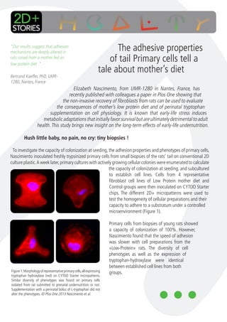 The adhesive properties
of tail Primary cells tell a
tale about mother’s diet
Figure1.Morphologyofrepresentativeprimarycells,allexpressing
tryptophan hydroxylase (red) on CYTOO Starter micropatterns.
Similar diversity of phenotypes was found on primary cells
isolated from rat submitted to prenatal undernutrition or not.
Supplementation with a perinatal bolus of L-tryptophan did not
alter the phenotypes. © Plos One 2013 Nascimento et al.
“Our results suggest that adhesion
mechanisms are deeply altered in
rats raised from a mother fed on
low protein diet. ”
Bertrand Kaeffer, PhD, UMR-
1280, Nantes, France
Elizabeth Nascimento, from UMR-1280 in Nantes, France, has
recently published with colleagues a paper in Plos One showing that
the non-invasive recovery of fibroblasts from rats can be used to evaluate
the consequences of mother’s low protein diet and of perinatal tryptophan
supplementation on cell physiology. It is known that early-life stress induces
metabolicadaptationsthatinitiallyfavorsurvivalbutareultimatelydetrimentaltoadult
health.This study brings new insight on the long-term effects of early-life undernutrition.
Hush little baby, no pain, no cry: tiny biopsies !
To investigate the capacity of colonization at seeding, the adhesion properties and phenotypes of primary cells,
Nascimiento inoculated freshly trypsinized primary cells from small biopsies of the rats’ tail on conventional 2D
culture plastic.A week later,primary cultures with actively growing cellular colonies were enumerated to calculate
the capacity of colonization at seeding, and subcultured
to establish cell lines. Cells from 4 representative
fibroblast cell lines of Low Protein mother diet and
Control groups were then inoculated on CYTOO Starter
chips. The different 2D+ micropatterns were used to
test the homogeneity of cellular preparations and their
capacity to adhere to a substratum under a controlled
microenvironment (Figure 1).
Primary cells from biopsies of young rats showed
a capacity of colonization of 100%. However,
Nascimiento found that the speed of adhesion
was slower with cell preparations from the
«Low-Protein» rats. The diversity of cell
phenotypes as well as the expression of
tryptophan-hydroxylase were identical
between established cell lines from both
groups.
 