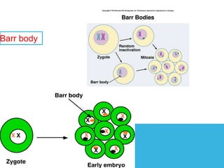 Barr body
 