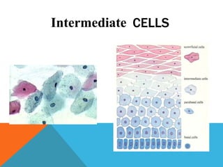 Intermediate CELLS
 