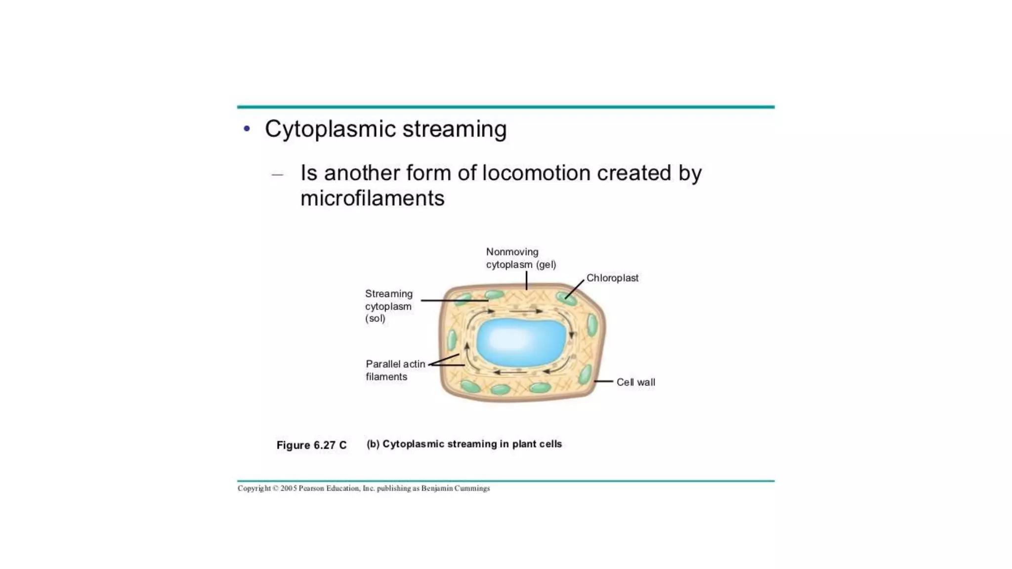 Cytoplam