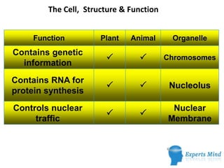 The Cell, Structure & Function
Function Plant Animal Organelle
Contains genetic
P P Chromosomes
information
Contains RNA for -
P P Nucleolus
protein synthesis
Controls nuclear Nuclear
P P
traffic Membrane