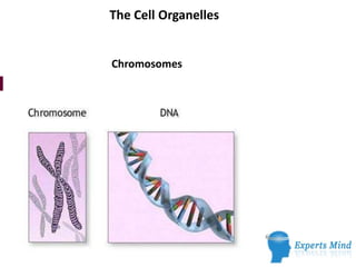 The Cell Organelles
Chromosomes