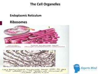 The Cell Organelles
Endoplasmic Reticulum
Ribosomes