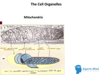 The Cell Organelles
Mitochondria