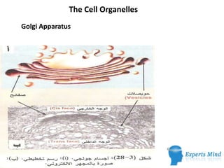 The Cell Organelles
Golgi Apparatus
