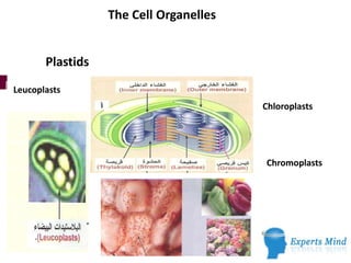 The Cell Organelles
Plastids
Leucoplasts
Chloroplasts
Chromoplasts