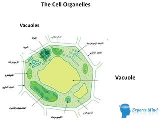 The Cell Organelles
Vacuoles
Vacuole