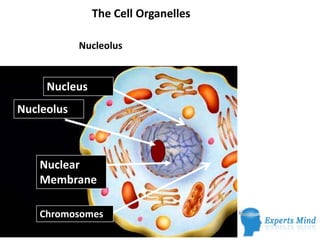 The Cell Organelles
Nucleolus
Nucleus
Nucleolus
Nuclear
Membrane
Chromosomes