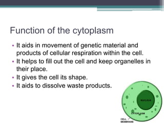 Function of the cytoplasm
• It aids in movement of genetic material and
products of cellular respiration within the cell.
• It helps to fill out the cell and keep organelles in
their place.
• It gives the cell its shape.
• It aids to dissolve waste products.
 