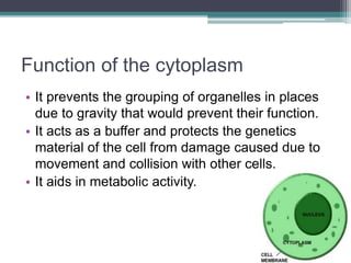 Function of the cytoplasm
• It prevents the grouping of organelles in places
due to gravity that would prevent their function.
• It acts as a buffer and protects the genetics
material of the cell from damage caused due to
movement and collision with other cells.
• It aids in metabolic activity.
 