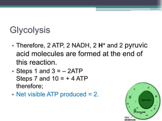 Glycolysis
• Therefore, 2 ATP, 2 NADH, 2 H+ and 2 pyruvic
acid molecules are formed at the end of
this reaction.
• Steps 1 and 3 = – 2ATP
Steps 7 and 10 = + 4 ATP
therefore;
• Net visible ATP produced = 2.
 