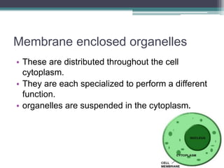 Membrane enclosed organelles
• These are distributed throughout the cell
cytoplasm.
• They are each specialized to perform a different
function.
• organelles are suspended in the cytoplasm.
 