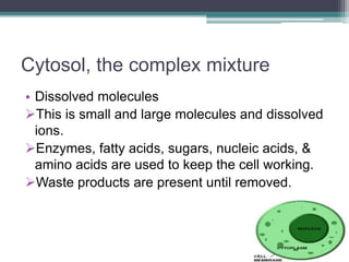 Cytosol, the complex mixture
• Dissolved molecules
This is small and large molecules and dissolved
ions.
Enzymes, fatty acids, sugars, nucleic acids, &
amino acids are used to keep the cell working.
Waste products are present until removed.
 
