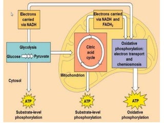 Contents of Cytoplasm | PPTX