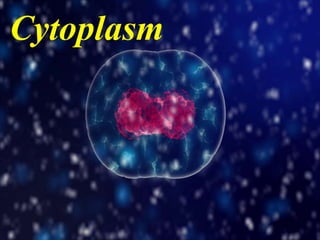 Cytoplasm
 