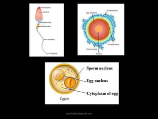 Simple Cytoplasmic Inheritance Cytoplasmic inheritance | PPTX