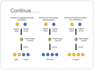 Cytoplasmic Inheritance Types cytoplasmic inheritance.pptx