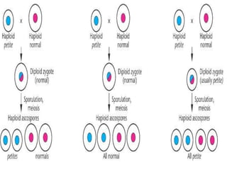 Simple Cytoplasmic Inheritance cytoplasmic inheritance-27-2-19.ppt