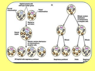 Simple Cytoplasmic Inheritance CYTOPLASMIC INHERITANCE WITH REFERENCETO MITOCHONDRIAL INHERITANCE IN ...