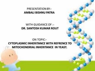 PRESENTATIONBY:-
AMBALI BISHNU PATRA
WITH GUIDANCE OF :-
DR. SANTOSH KUMAR ROUT
ON TOPIC:-
CYTOPLASMIC INHERITANCE WITH REFRENCE TO
MITOCHONDRIAL INHERITANCE IN YEAST.
 