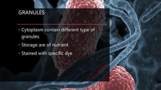 GRANULES
• Cytoplasm contain different type of
granules
• Storage are of nutrient
• Stained with specific dye