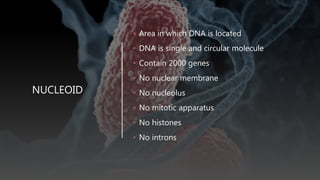 NUCLEOID
• Area in which DNA is located
• DNA is single and circular molecule
• Contain 2000 genes
• No nuclear membrane
• No nucleolus
• No mitotic apparatus
• No histones
• No introns