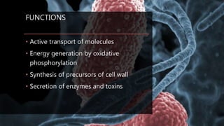 FUNCTIONS
• Active transport of molecules
• Energy generation by oxidative
phosphorylation
• Synthesis of precursors of cell wall
• Secretion of enzymes and toxins