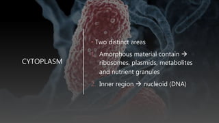 CYTOPLASM
• Two distinct areas
1. Amorphous material contain
ribosomes, plasmids, metabolites
and nutrient granules
2. Inner region nucleoid (DNA)