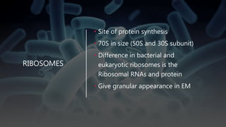 RIBOSOMES
• Site of protein synthesis
• 70S in size (50S and 30S subunit)
• Difference in bacterial and
eukaryotic ribosomes is the
Ribosomal RNAs and protein
• Give granular appearance in EM