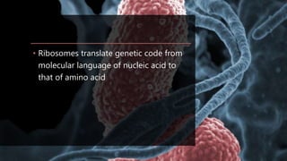 • Ribosomes translate genetic code from
molecular language of nucleic acid to
that of amino acid