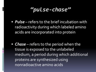 “pulse-chase”

 Pulse – refers to the brief incubation with
  radioactivity during which labeled amino
  acids are incorporated into protein

 Chase – refers to the period when the
  tissue is exposed to the unlabeled
  medium, a period during which additional
  proteins are synthesized using
  nonradioactive amino acids
 