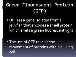 Green Fluorescent Protein
          (GFP)
 Utilizes a gene isolated from a
  jellyfish that encodes a small protein
  which emits a green fluorescent light

 The use of GFP reveals the
 movement of proteins within a living
 cell
 