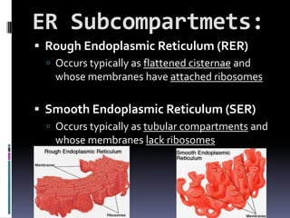ER Subcompartmets:
 Rough Endoplasmic Reticulum (RER)
  Occurs typically as flattened cisternae and
   whose membranes have attached ribosomes

 Smooth Endoplasmic Reticulum (SER)
  Occurs typically as tubular compartments and
   whose membranes lack ribosomes
 