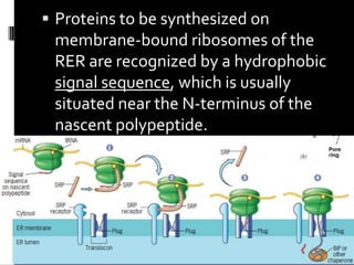  Proteins to be synthesized on
 membrane-bound ribosomes of the
 RER are recognized by a hydrophobic
 signal sequence, which is usually
 situated near the N-terminus of the
 nascent polypeptide.
 
