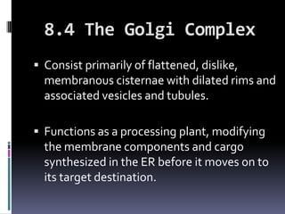 8.4 The Golgi Complex
 Consist primarily of flattened, dislike,
  membranous cisternae with dilated rims and
  associated vesicles and tubules.

 Functions as a processing plant, modifying
  the membrane components and cargo
  synthesized in the ER before it moves on to
  its target destination.
 