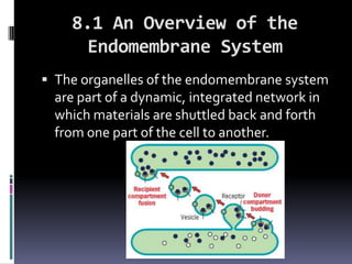 8.1 An Overview of the
     Endomembrane System
 The organelles of the endomembrane system
 are part of a dynamic, integrated network in
 which materials are shuttled back and forth
 from one part of the cell to another.
 