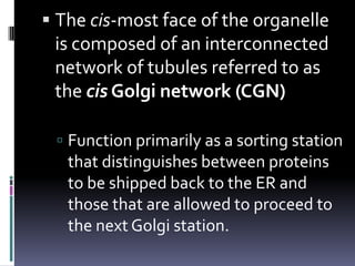  The cis-most face of the organelle
 is composed of an interconnected
 network of tubules referred to as
 the cis Golgi network (CGN)

  Function primarily as a sorting station
   that distinguishes between proteins
   to be shipped back to the ER and
   those that are allowed to proceed to
   the next Golgi station.
 