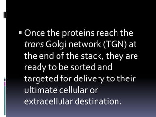  Once the proteins reach the
 trans Golgi network (TGN) at
 the end of the stack, they are
 ready to be sorted and
 targeted for delivery to their
 ultimate cellular or
 extracellular destination.
 