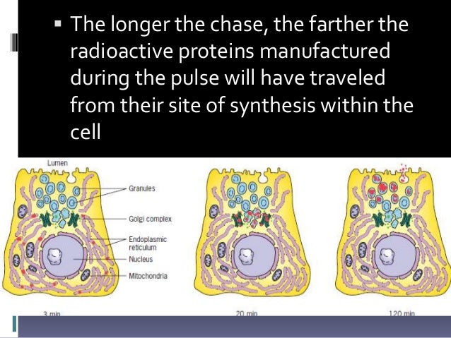 Cytoplasmic membrane systems (chap8)