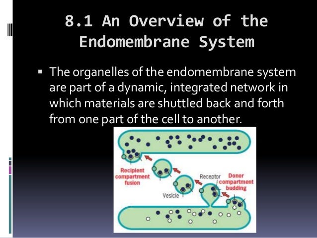 Cytoplasmic membrane systems (chap8)