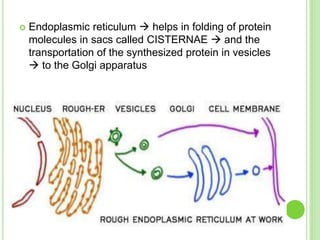 Cytoplasmic organelles | PPT