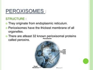 Preroxisomes Cytoplasmic organelles | PPT