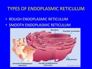 TYPES OF ENDOPLASMIC RETICULUM
• ROUGH ENDOPLASMIC RETICULUM
• SMOOTH ENDOPLASMIC RETICULUM
 