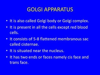 GOLGI APPARATUS
• It is also called Golgi body or Golgi complex.
• It is present in all the cells except red blood
cells.
• It consists of 5-8 flattened membranous sac
called cisternae.
• It is situated near the nucleus.
• It has two ends or faces namely cis face and
trans face.
 