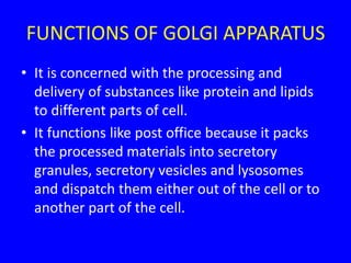 FUNCTIONS OF GOLGI APPARATUS
• It is concerned with the processing and
delivery of substances like protein and lipids
to different parts of cell.
• It functions like post office because it packs
the processed materials into secretory
granules, secretory vesicles and lysosomes
and dispatch them either out of the cell or to
another part of the cell.
 