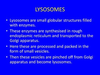 LYSOSOMES
• Lysosomes are small globular structures filled
with enzymes.
• These enzymes are synthesised in rough
endoplasmic reticulum and transported to the
Golgi apparatus.
• Here these are processed and packed in the
form of small vesicles.
• Then these vesicles are pinched off from Golgi
apparatus and become lysosomes.
 