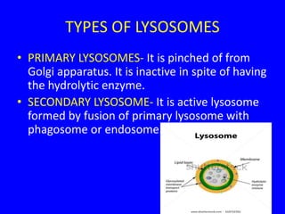 TYPES OF LYSOSOMES
• PRIMARY LYSOSOMES- It is pinched of from
Golgi apparatus. It is inactive in spite of having
the hydrolytic enzyme.
• SECONDARY LYSOSOME- It is active lysosome
formed by fusion of primary lysosome with
phagosome or endosome.
 