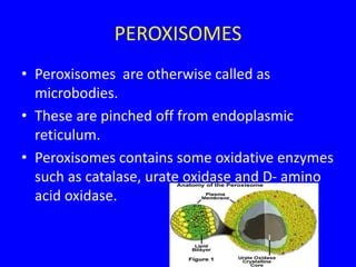 PEROXISOMES
• Peroxisomes are otherwise called as
microbodies.
• These are pinched off from endoplasmic
reticulum.
• Peroxisomes contains some oxidative enzymes
such as catalase, urate oxidase and D- amino
acid oxidase.
 