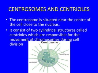 CENTROSOMES AND CENTRIOLES
• The centrosome is situated near the centre of
the cell close to the nucleus.
• It consist of two cylindrical structures called
centrioles which are responsible for the
movement of chromosomes during cell
division
 